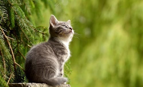 cat-2083492_640 (1) (1)