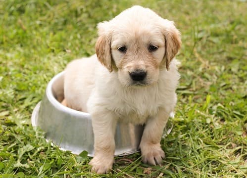 puppy-1207816_640 (1) (1)