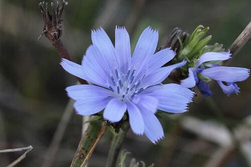 Bachblüte