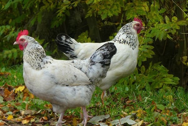 Hühnerzucht als Wettbewerb