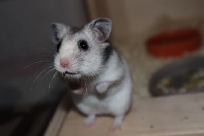 Haustiere für Nachtmenschen Der Hamster ist ein wunderbaren Haustiere für Nachtmenschen.